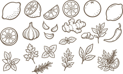 Obraz premium Hand drawn citrus fruit and herb botanical collection, lemon, lime, orange, ginger, garlic, chili, leaves, natural food illustrations