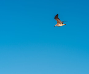 Obraz premium Seagull soaring gracefully in full flight against a clear blue sky background