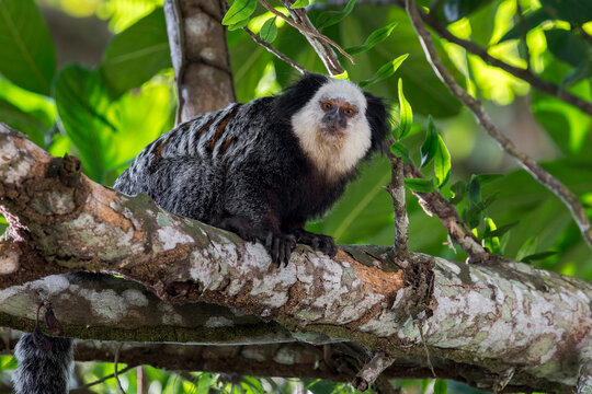 A White-headed Marmoset (Callithrix geoffroyi) sits on a branch in Brazil., South-America.