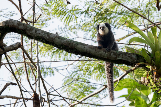 A White-headed Marmoset (Callithrix geoffroyi) sits with its long tail on a branch in Brazil., South-America.