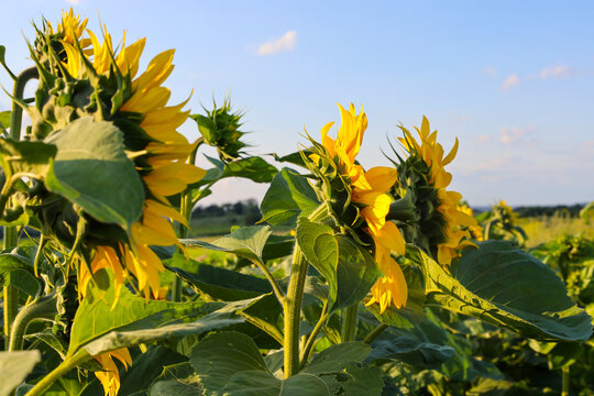 Rows of sunflowers turn their heads toward the sun under a clear blue sky. Rich green leaves and golden petals create a vivid and dynamic rural landscape.