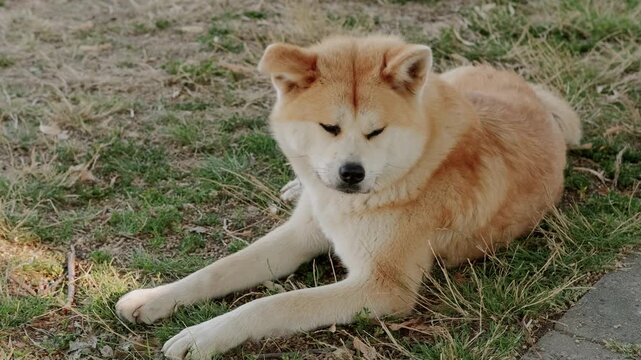 akita inu dog gracefully poses and rests on a grassy field, exuding calm and relaxation at a ground ands.