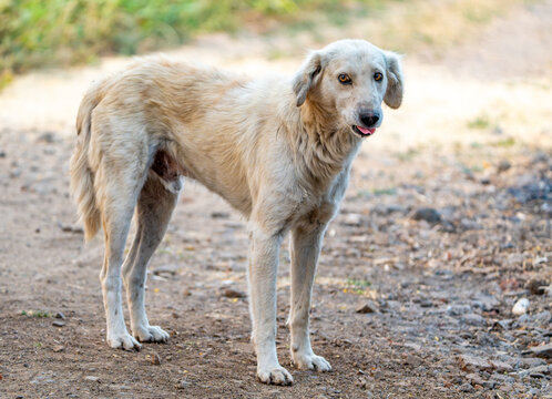 Desi dog face close-up, indigenous Indian canine breed in soft daylight
