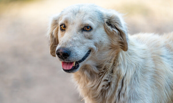 Close-up face of a friendly stray dog in India with alert, pointed ears