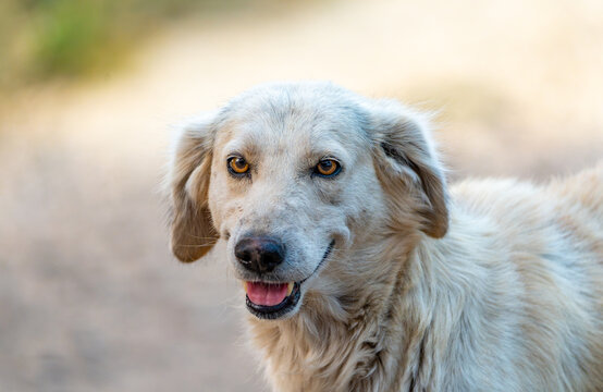 Close-up face of a friendly stray dog in India with alert, pointed ears