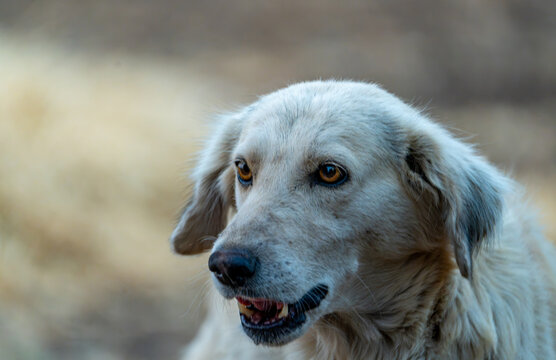 Side profile close-up of an Indian Pariah dog against a creamy bokeh background