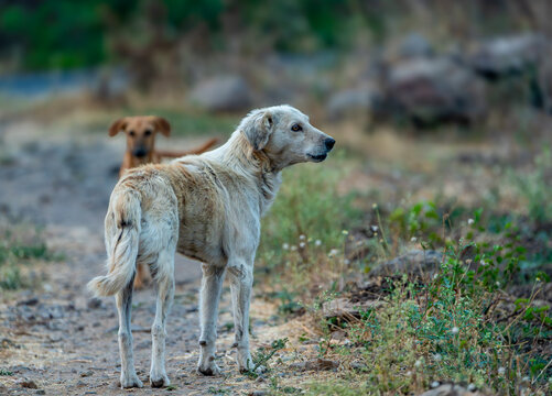 Pensive portrait of an Indian mongrel dog symbolizing animal welfare in India