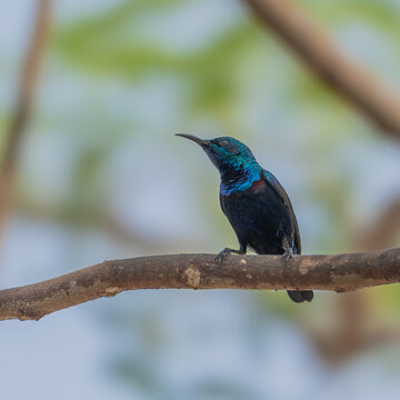 Small sunbird sitting on a rustic wooden twig in bright daylight