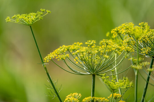 Fennel seed blossoms (Foeniculum vulgare) in full bloom in an organic herb garden