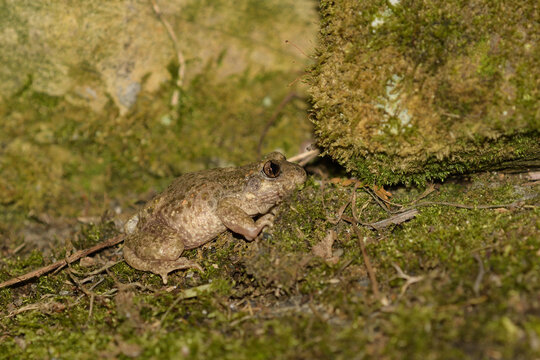 Closeup of a midwife toad