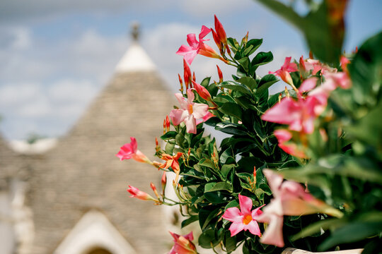 Pink Mandevilla sanderi flowers with a trullo in the background. Concept of travel, architecture, summer, Mediterranean beauty