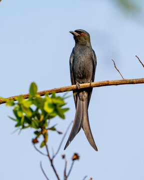 Fork-tailed Drongo (Dicrurus adsimilis) perched on a tree branch in natural habitat