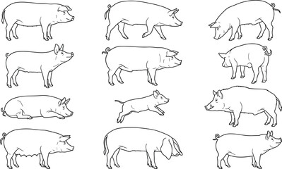 Hand drawn line art collection of farm pigs and piglets in various poses for commercial design © SreemotiMongli