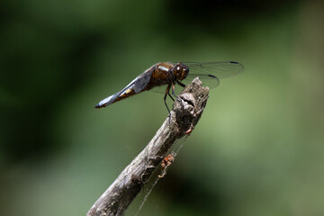 Libellule déprimée, © JAG IMAGES