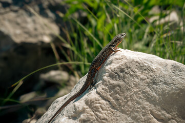 lizard on the rock © Lili
