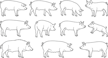 Hand drawn line art collection of farm pigs and piglets in various poses © SreemotiMongli