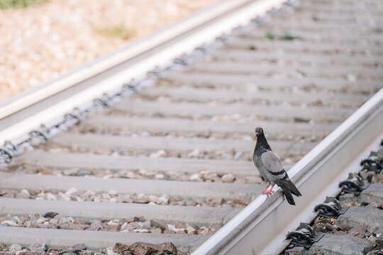 Gray pigeon standing on railway tracks with gravel and wooden sleepers visible in the background, showcasing urban wildlife in a transportation setting