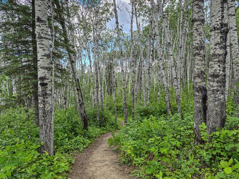Winding Forest Trail Through a Lush Aspen Grove in Summer at Spruce River Highland Trail in Prince Albert National Park, Canada.