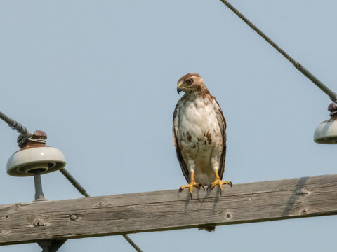 Yong Red-Tailed Hawk Perched on a Wooden Utility Pole Against a Clear Sky