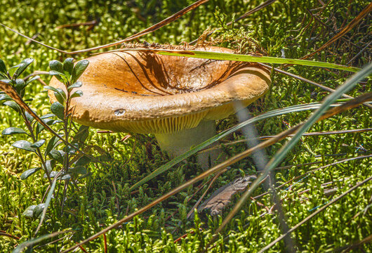 Brown Forest Mushroom Growing Among Moss and Woodland Vegetation