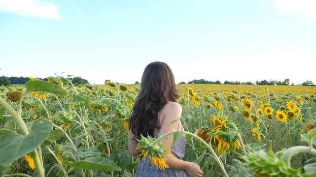 Unrecognizable pretty girl walking among high yellow sunflowers. Young woman in dress going through field enjoying beautiful summer environment. Scenic nature landscape at background. Slow motion