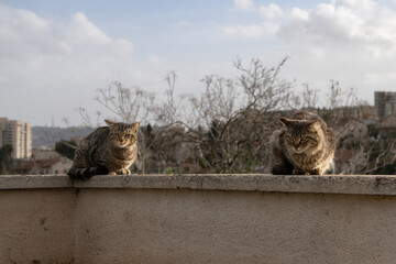 Two Alley Cats on a Fence © Moshe Einhorn