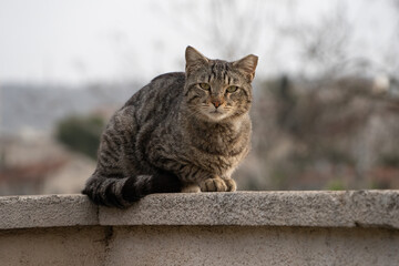 An Alley Cat on a Fence © Moshe Einhorn