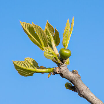 A Young Fig Fruit