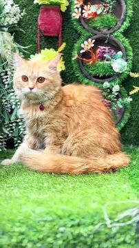 Ginger cat sitting on artificial grass background