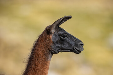 Obraz premium Llama grazing in the Andean highlands of the Colca Valley, Arequipa, Peru. This domesticated South American camelid is an important part of traditional Andean agriculture and rural culture