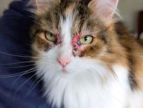 Close-Up of Domestic Cat with Severe Skin Allergy Irritation and Lesions Around Eyes