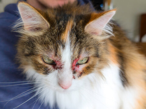 Close-Up of Domestic Cat with Severe Skin Allergy Irritation and Lesions Around Eyes