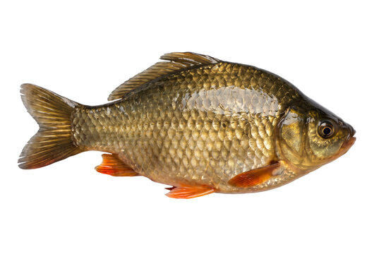 Shiny Golden Crucian Carp with Orange Fins