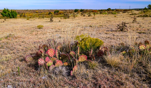 Santa Rita prickly pear (Opuntia santa-rita), a species of cactus native to the southwestern United States, photographed in Oklahoma.