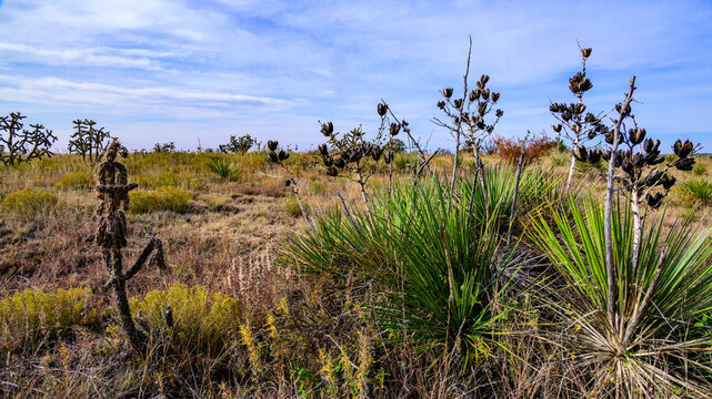Oklahoma, USA: Evergreen yucca plants (Yucca spp., Asparagaceae) are perennial xerophytic plants known for their rigid, sword-shaped leaves arranged in basal rosettes.