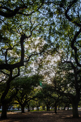 Fototapeta premium South Carolina Trees