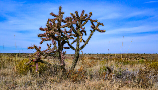 Oklahoma, USA: Cylindropuntia imbricata (walkingstick cholla, tree cholla, cane cholla), a widespread cactus species native to the southwestern United States.