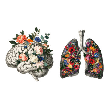 Human brain and lungs filled with colorful flowers isolated as PNG
