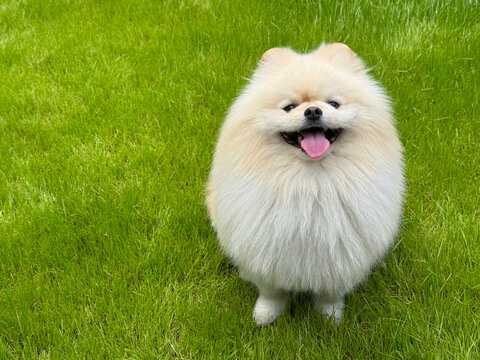 Pomeranian spitz dog on grass. 
