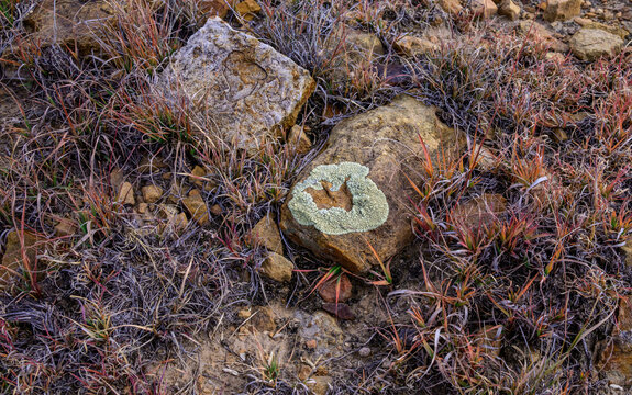 Oklahoma, USA &ndash; A desert landscape featuring a lichen-covered boulder in the arid surroundings of Lake Carl Etling, located within Black Mesa State Park, Oklahoma, USA.