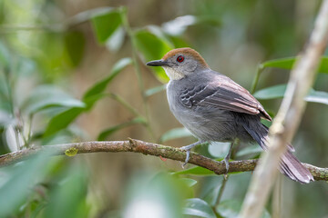 Obraz premium A Slender Antbird female (Rhopornis ardesiacus) perched on a branch above the forest floor in Brazil, South-America.