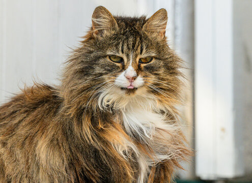 Domestic cat Felis catus portrait with fluffy tabby fur.