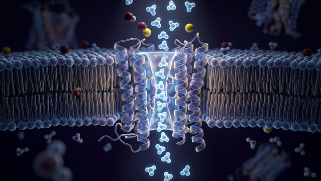 3D medical illustration of an aquaporin water channel facilitating selective water transport across a cell membrane