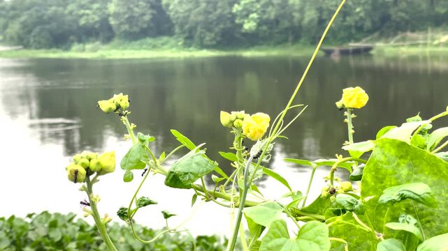 Close-up of yellow flower buds and green vines growing by a calm lake with a boat in the blurred background on a peaceful summer day.