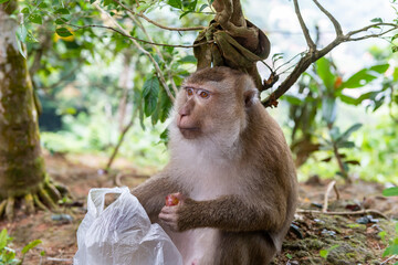 Curious monkey sits in lush green foliage, holding a piece of fruit from a plastic bag, with soft natural light illuminating its fur. © Anton Papulov