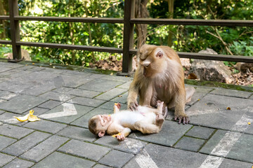 Adult monkey tenderly grooming playful infant monkey lying on its back on textured paving stones, banana peel nearby, lush green forest background, soft natural lighting. © Anton Papulov
