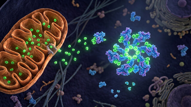 3D medical illustration of the intrinsic apoptosis pathway showing cytochrome c release from mitochondria and the formation of the apoptosome complex in the cytoplasm
