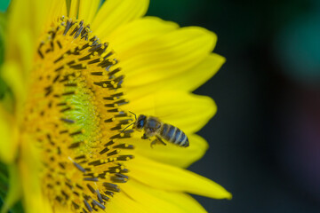Biene im Anflug auf Sonnenblume © 35mm