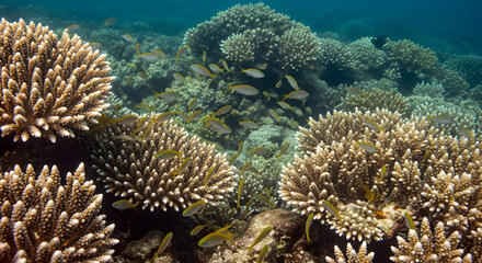 Obraz premium Vibrant Underwater Ecosystem Featuring Diverse Tropical Fish Swarming Among Intricate Hard Coral Formations In A Shallow Marine Reef Habitat