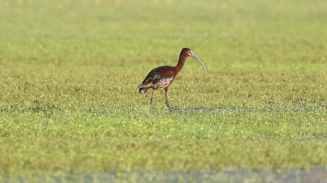 White-faced ibis (Plegadis chihi) in breeding plumage foraging in grassy shallows at Shugru Reservoir, California. Slow motion.